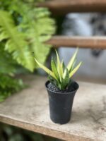 Zdjęcie rosliny doniczkowej Sansevieria Comet Chrysanta Lemon, ujęcie 1