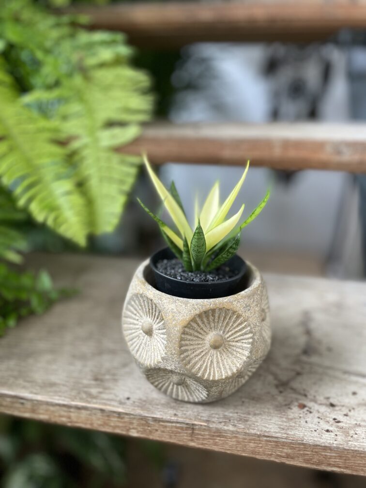 Zdjęcie rosliny doniczkowej Sansevieria Comet Chrysanta Lemon, ujęcie 2