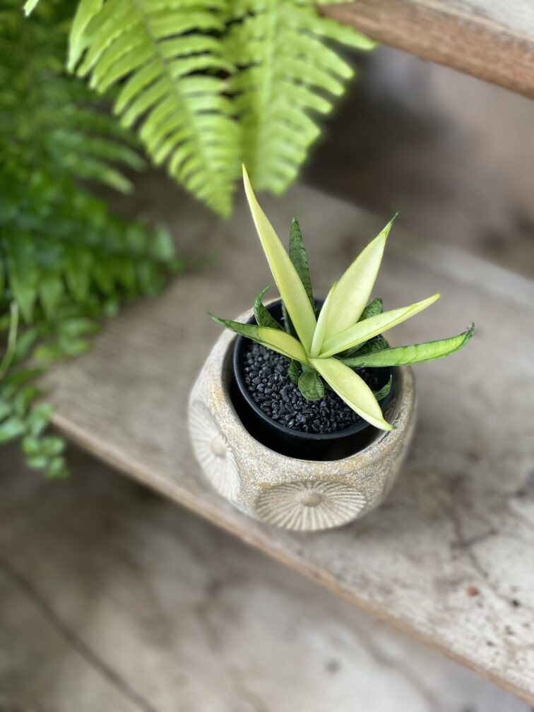 Zdjęcie rosliny doniczkowej Sansevieria Comet Chrysanta Lemon, ujęcie 3
