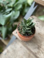 Zdjęcie rosliny doniczkowej Sansevieria Ehrendel, ujęcie 1