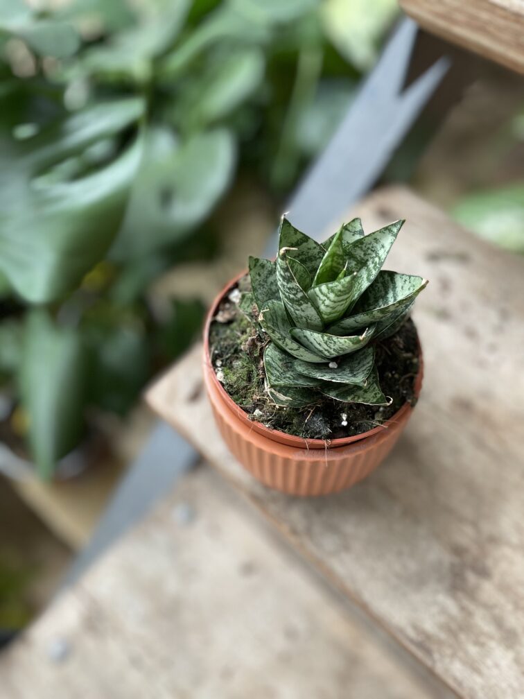 Zdjęcie rosliny doniczkowej Sansevieria Ehrendel, ujęcie 1