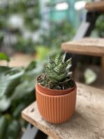 Zdjęcie rosliny doniczkowej Sansevieria Ehrendel, ujęcie 2