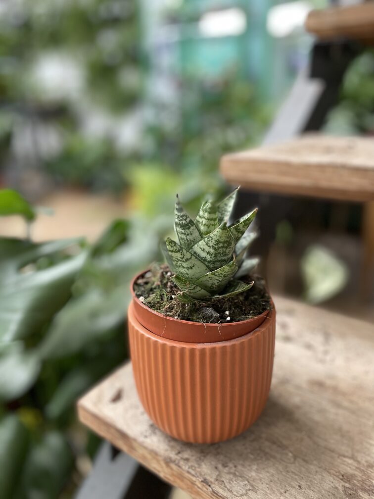 Zdjęcie rosliny doniczkowej Sansevieria Ehrendel, ujęcie 2