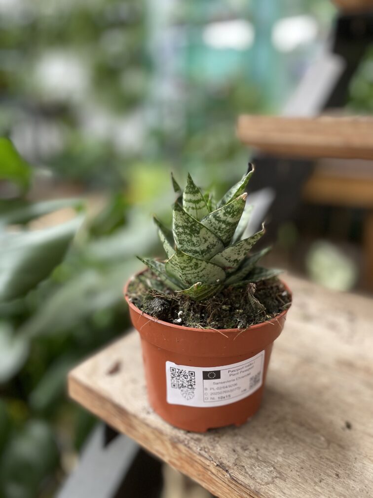 Zdjęcie rosliny doniczkowej Sansevieria Ehrendel, ujęcie 3