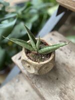 Zdjęcie rosliny doniczkowej Sansevieria Himalaya, ujęcie 1
