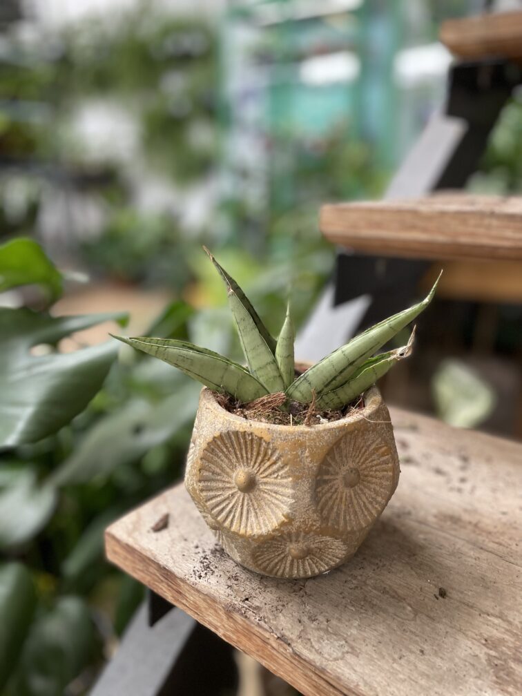 Zdjęcie rosliny doniczkowej Sansevieria Himalaya, ujęcie 2
