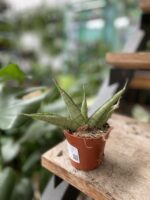 Zdjęcie rosliny doniczkowej Sansevieria Himalaya, ujęcie 3