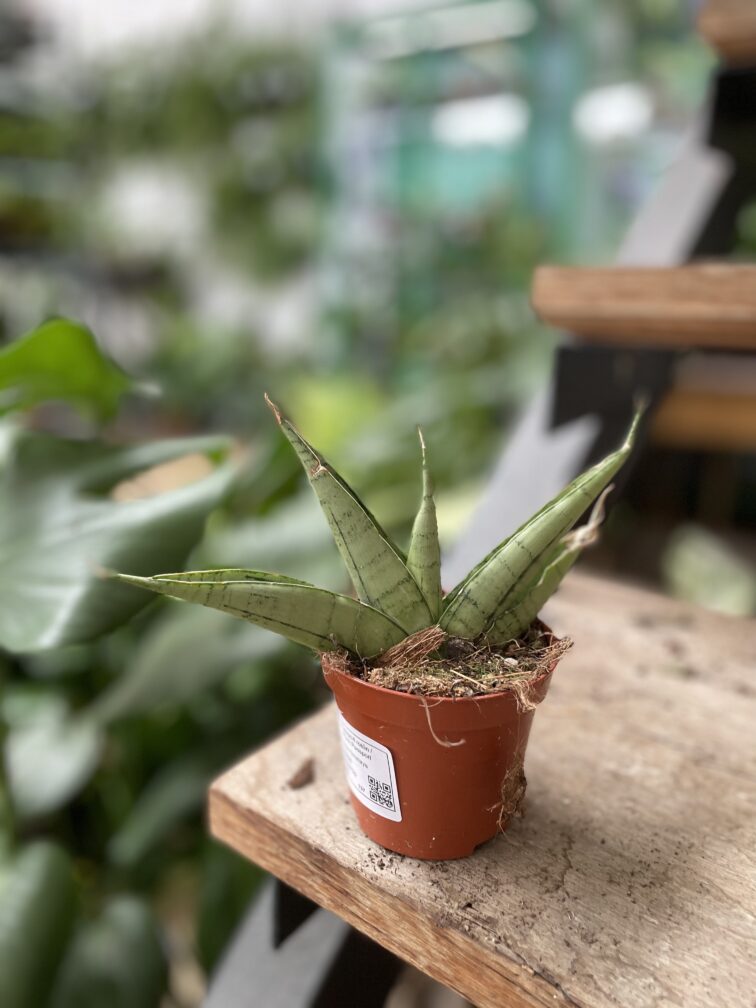 Zdjęcie rosliny doniczkowej Sansevieria Himalaya, ujęcie 3