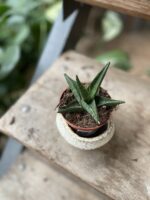 Zdjęcie rosliny doniczkowej Sansevieria Prabu, ujęcie 1