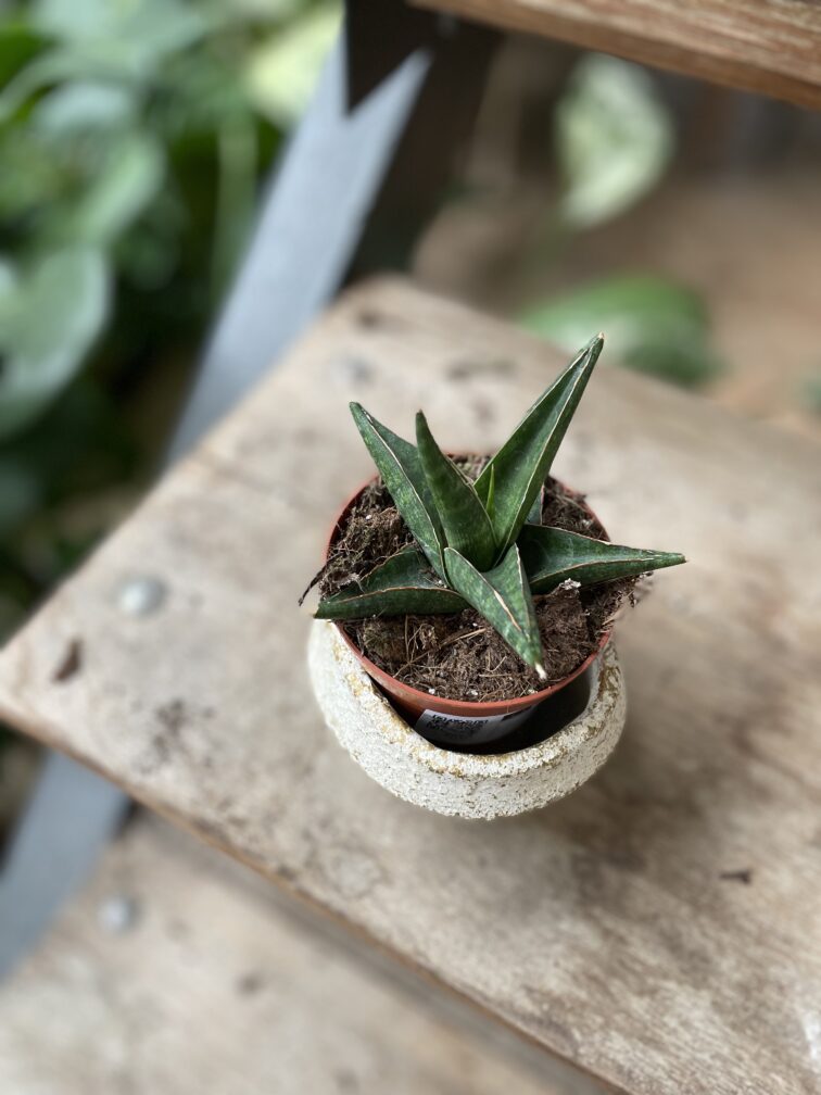 sansevieria-prabu_10x15-1_1747476072.jpg Zdjęcie rosliny doniczkowej Sansevieria Prabu, ujęcie 1