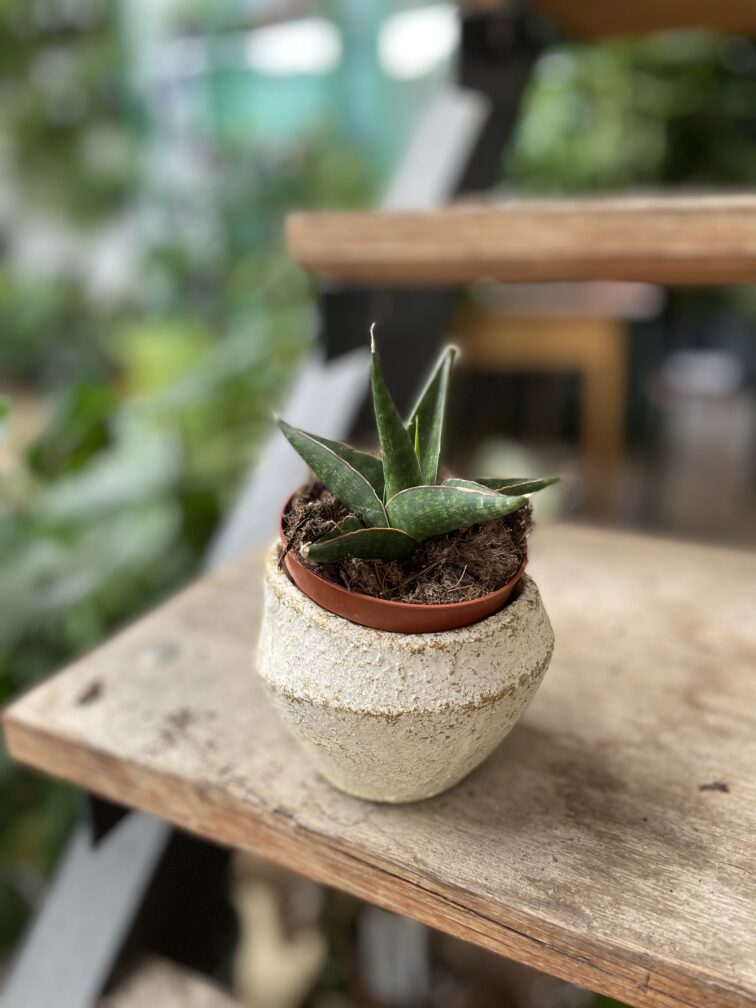 Zdjęcie rosliny doniczkowej Sansevieria Prabu, ujęcie 2