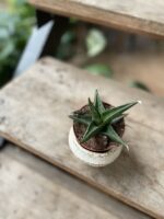 Zdjęcie rosliny doniczkowej Sansevieria Prabu, ujęcie 3