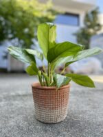 Zdjęcie rosliny doniczkowej Aglaonema Diamond Bay, ujęcie 1