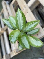 Zdjęcie rosliny doniczkowej Aglaonema Diamond Bay, ujęcie 2
