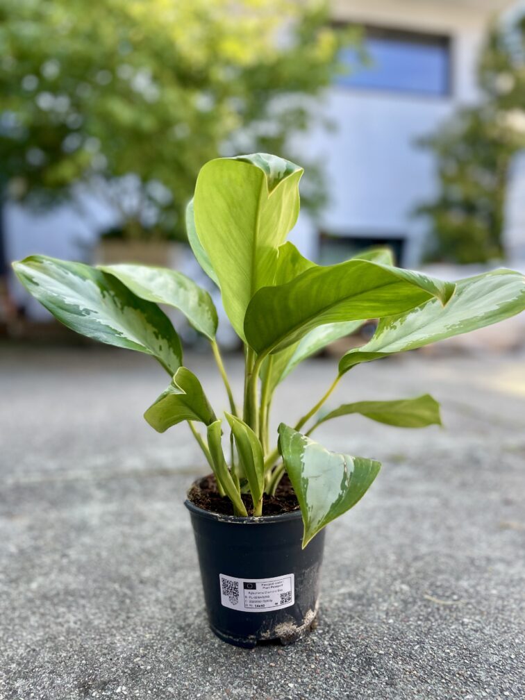 Zdjęcie rosliny doniczkowej Aglaonema Diamond Bay, ujęcie 3