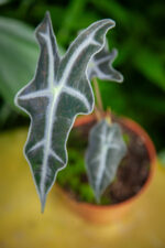Zdjęcie rosliny doniczkowej Alocasia sanderiana nobilis, ujęcie 1
