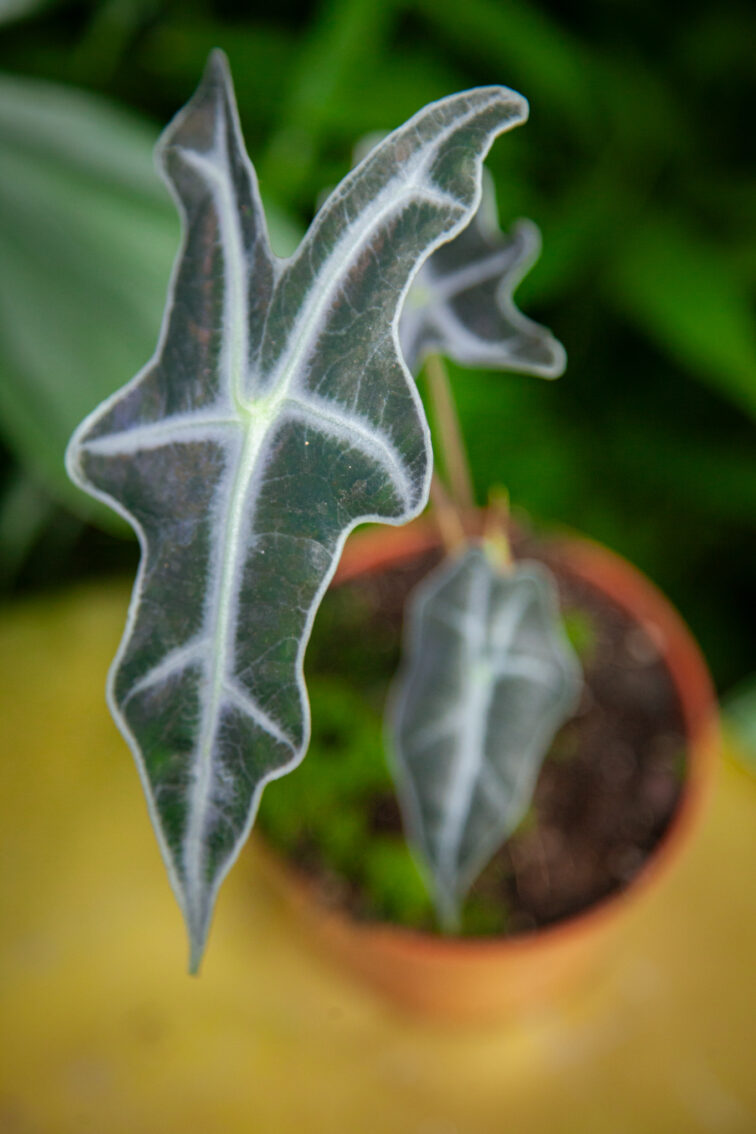 Zdjęcie rosliny doniczkowej Alocasia sanderiana nobilis, ujęcie 1
