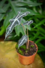 Zdjęcie rosliny doniczkowej Alocasia sanderiana nobilis, ujęcie 2