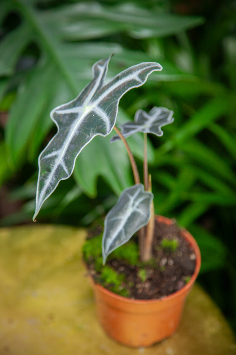 Zdjęcie rosliny doniczkowej Alocasia sanderiana nobilis, ujęcie 3