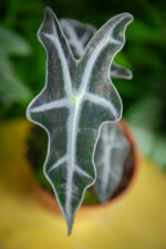 Zdjęcie rosliny doniczkowej Alocasia sanderiana nobilis, ujęcie 4