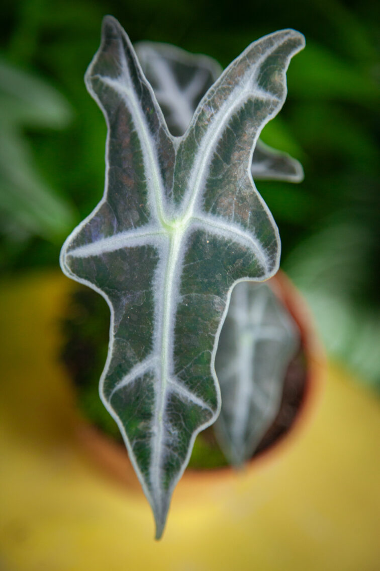 Zdjęcie rosliny doniczkowej Alocasia sanderiana nobilis, ujęcie 4