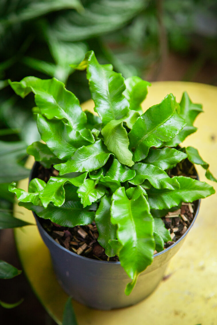 Zdjęcie rosliny doniczkowej Asplenium scolopendrium, ujęcie 1