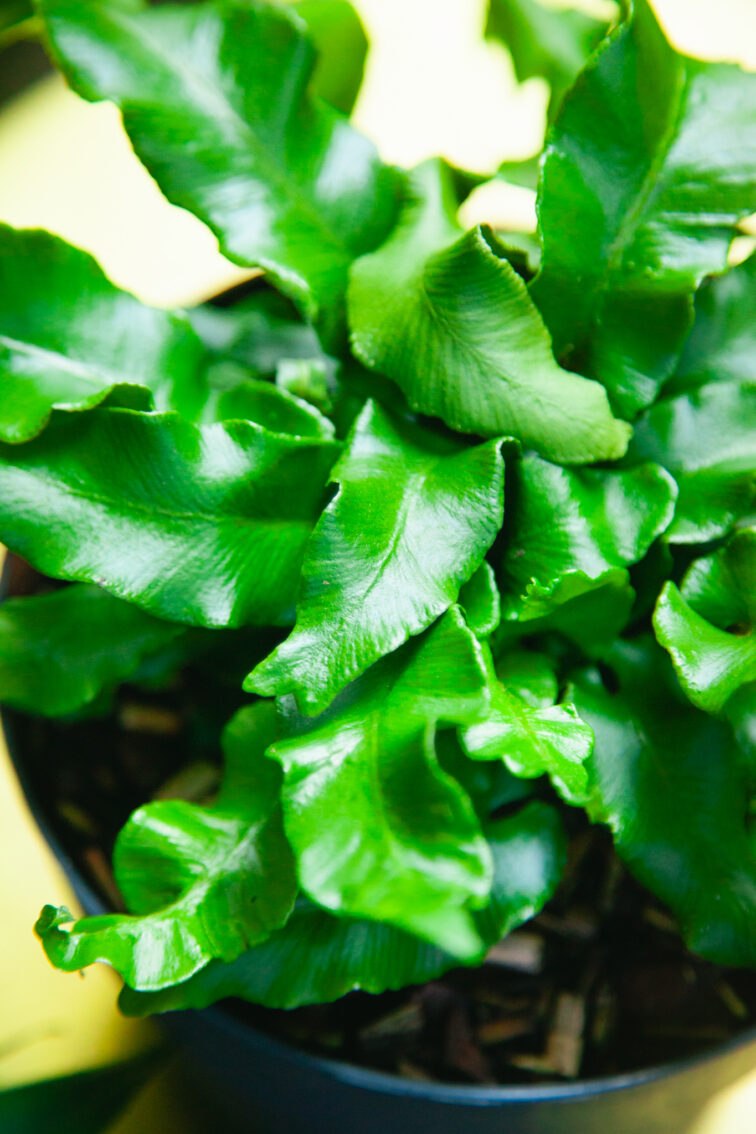 Zdjęcie rosliny doniczkowej Asplenium scolopendrium, ujęcie 2