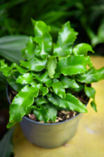 Zdjęcie rosliny doniczkowej Asplenium scolopendrium, ujęcie 3