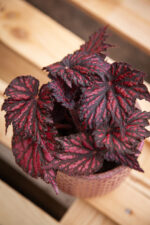 Zdjęcie rosliny doniczkowej Begonia rex black/red, ujęcie 1