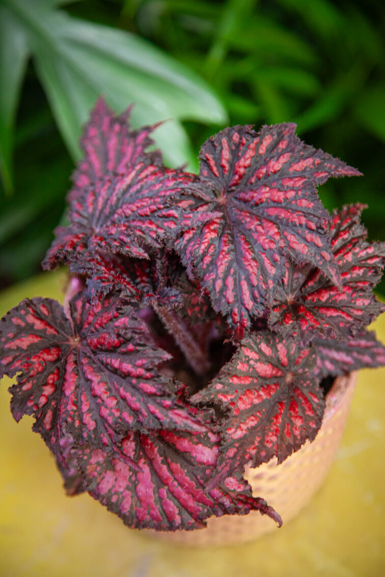 Zdjęcie rosliny doniczkowej Begonia rex black/red, ujęcie 2