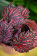 Zdjęcie rosliny doniczkowej Begonia rex black/red, ujęcie 3
