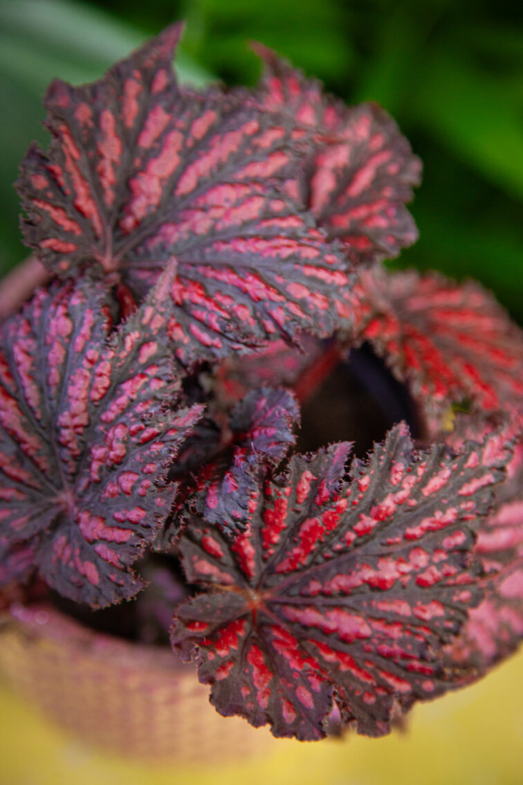 Zdjęcie rosliny doniczkowej Begonia rex black/red, ujęcie 3