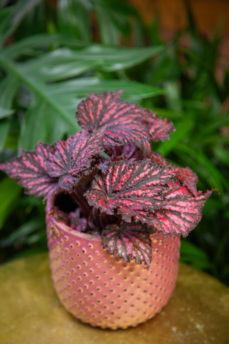 Zdjęcie rosliny doniczkowej Begonia rex black/red, ujęcie 4