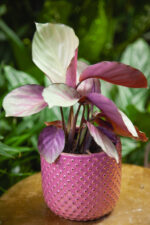 Zdjęcie rosliny doniczkowej Calathea Silver Plate, ujęcie 1