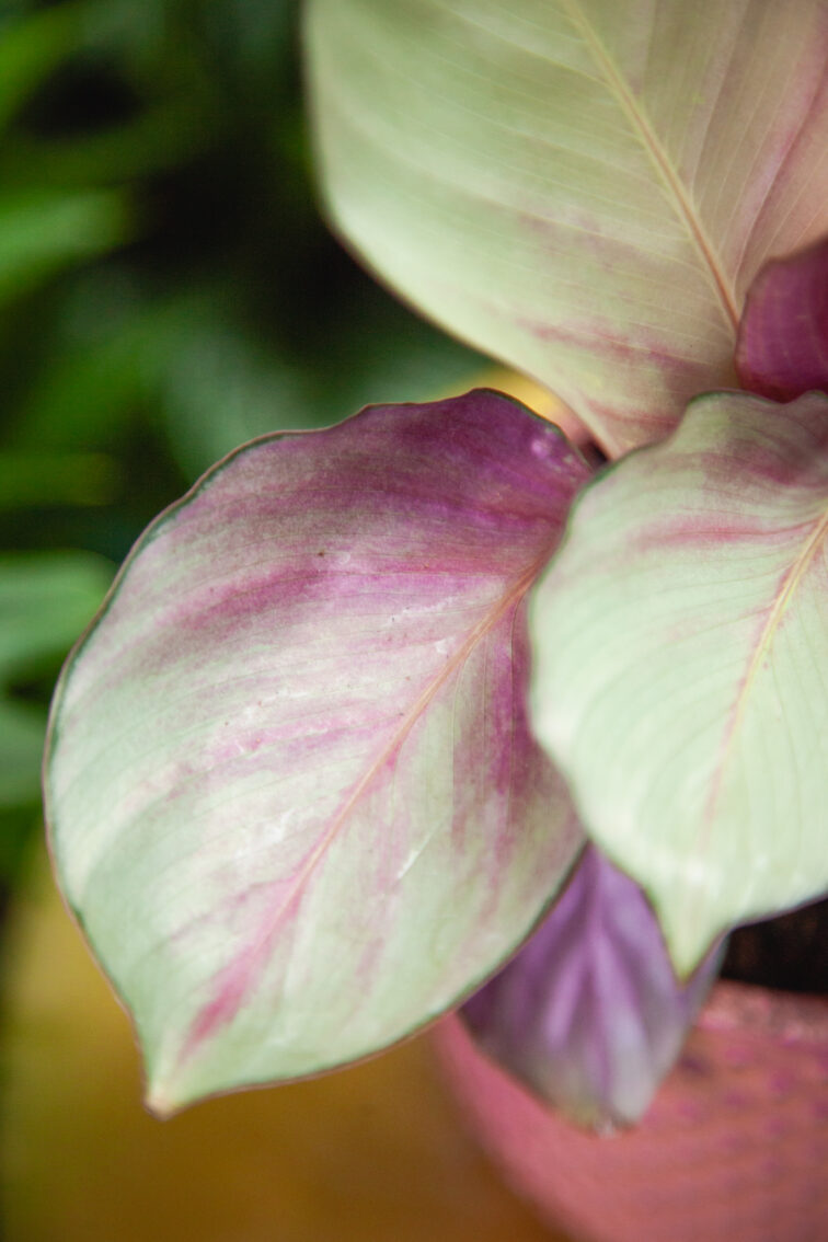 Zdjęcie rosliny doniczkowej Calathea Silver Plate, ujęcie 2
