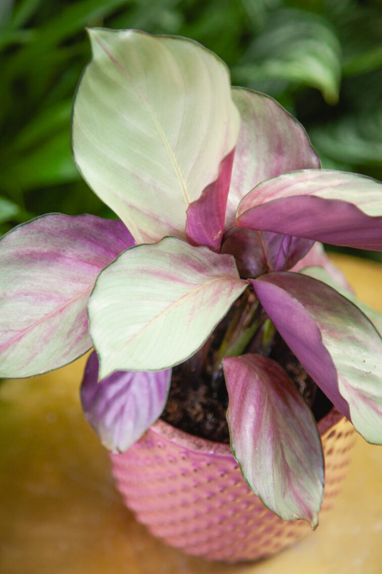 Zdjęcie rosliny doniczkowej Calathea Silver Plate, ujęcie 3