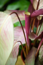 Zdjęcie rosliny doniczkowej Calathea Silver Plate, ujęcie 2