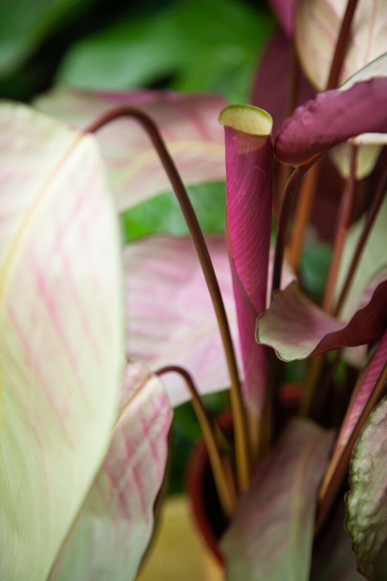 Zdjęcie rosliny doniczkowej Calathea Silver Plate, ujęcie 2