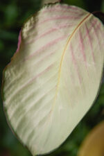 Zdjęcie rosliny doniczkowej Calathea Silver Plate, ujęcie 3
