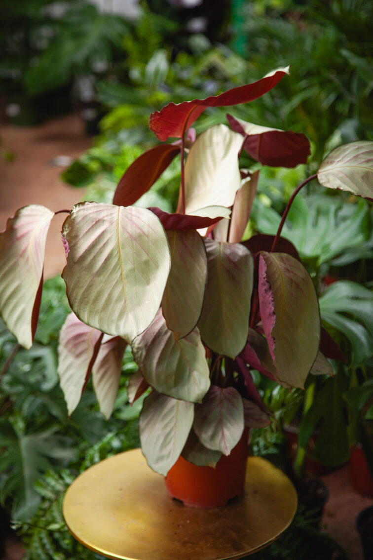 Zdjęcie rosliny doniczkowej Calathea Silver Plate, ujęcie 4