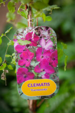 Zdjęcie rosliny doniczkowej Clematis Carmencita, ujęcie 1
