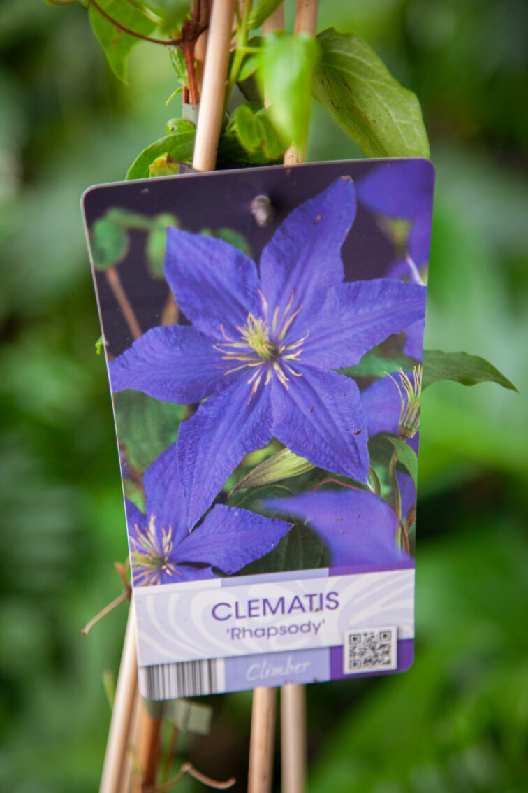 Zdjęcie rosliny doniczkowej Clematis jackmanii Rhapsody (Powojnik), ujęcie 1