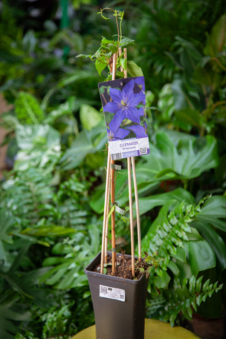 Zdjęcie rosliny doniczkowej Clematis jackmanii Rhapsody (Powojnik), ujęcie 2