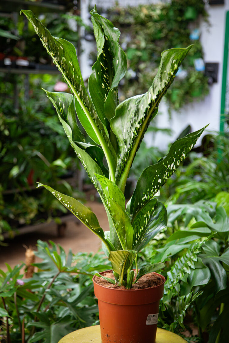 Zdjęcie rosliny doniczkowej Dieffenbachia Caiman, ujęcie 1
