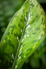 Zdjęcie rosliny doniczkowej Dieffenbachia Caiman, ujęcie 3