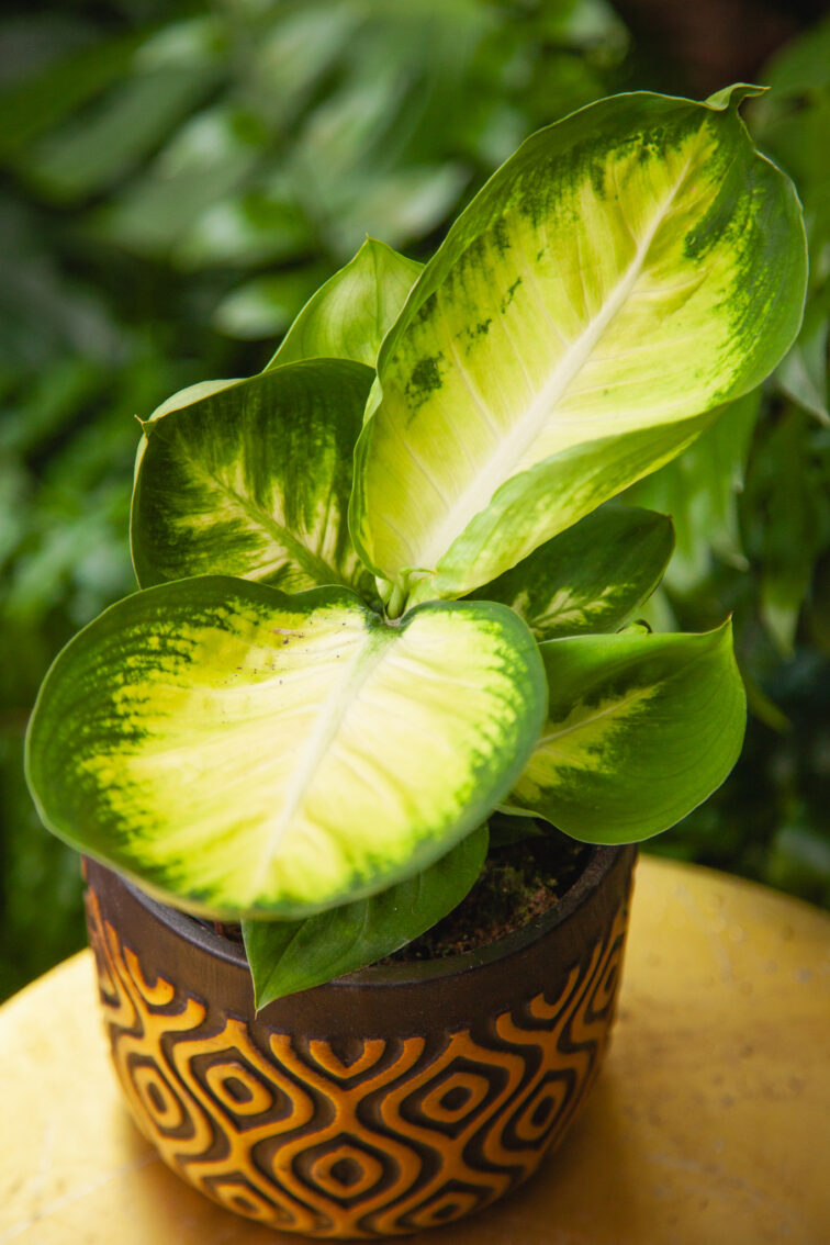 dieffenbachia-short-yellow_12x30-1_1749292346.jpg Zdjęcie rosliny doniczkowej Dieffenbachia Short Yellow, ujęcie 1