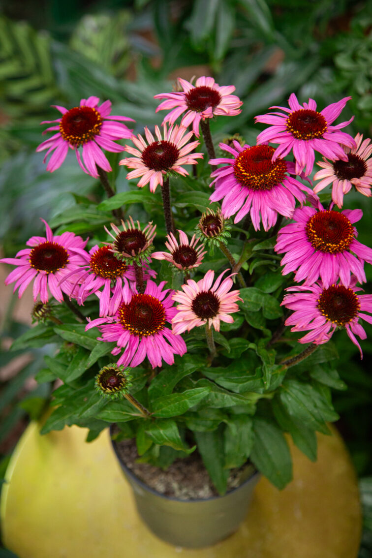 echinacea-purpurea_17x55-1_1751105347.jpg Zdjęcie rosliny doniczkowej Echinacea purpurea (jeżówka purpurowa), ujęcie 1