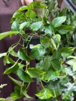 Zdjęcie rosliny doniczkowej Epipremnum aureum (Epipremnum złociste), ujęcie 1