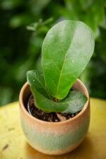 Zdjęcie rosliny doniczkowej Ficus Lyrata (Figowiec Lirolistny / Dębolistny), ujęcie 1