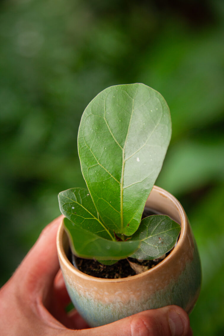 Zdjęcie rosliny doniczkowej Ficus Lyrata (Figowiec Lirolistny / Dębolistny), ujęcie 2